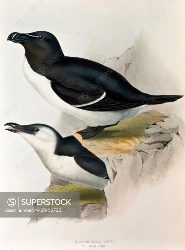 zoology animal avian bird alcidae razorbill (alca torda) breeding resting (above) colour lithograph by John Gould (1804 - 1881) from ""Birds of Europe"" London 1832 1837 private collection,