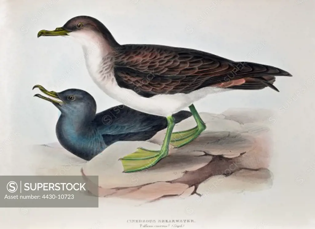 zoology animal avian bird procellariidae shearwater (puffinus cinercus) colour lithograph by John Gould (1804 - 1881) from ""Birds of Europe"" London 1832 1837 private collection,