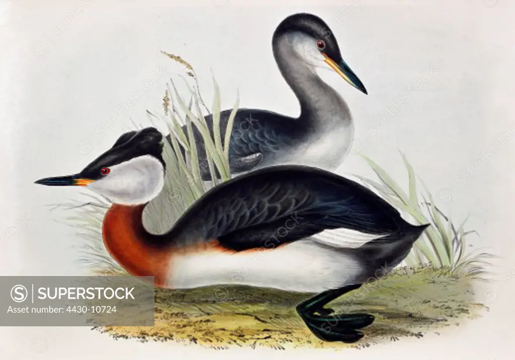 zoology animal avian bird podicipedidae red-necked grebe (podiceps grisegna) resting breeding (front) colour lithograph by John Gould (1804 - 1881) from ""Birds of Europe"" London 1832 1837 private collection,