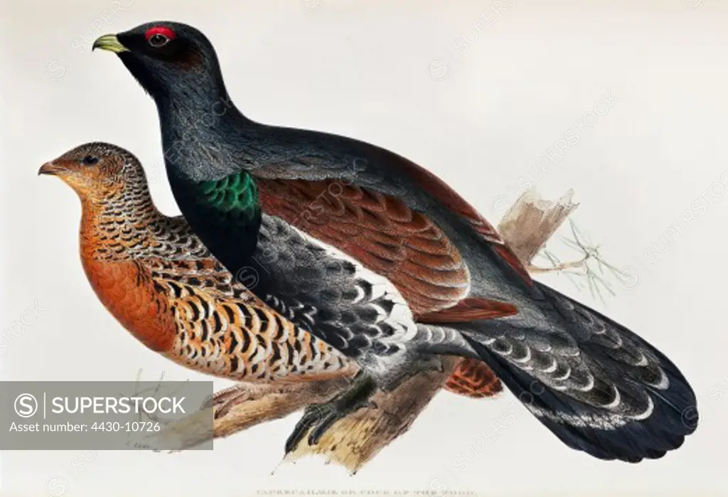zoology animal avian bird tetraonidae capercaillie (tetrao urogallus) hen cock (front) colour lithograph by Edward Lear from ""Birds of Europe"" by John Gould (1804 - 1881) London 1832 1837 private collection,