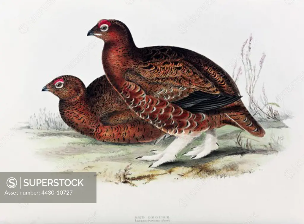 zoology animal avian bird tetraonidae red grouse (lagopus lagopus scoticus) colour lithograph by John Gould (1804 - 1881) from ""Birds of Europe"" London 1832 1837 private collection,