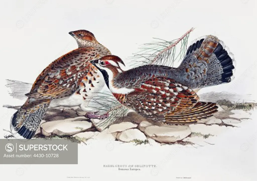 zoology animal avian bird tetraonidae lhazel grouse (bonasia bonasia) colour lithograph by John Gould (1804 - 1881) from ""Birds of Europe"" London 1832 1837 private collection,
