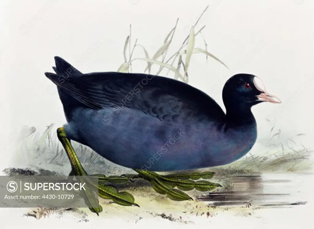 zoology animal avian bird rallidae eurasian coot (fulica atra) colour lithograph by John Gould (1804 - 1881) from ""Birds of Europe"" London 1832 1837 private collection,