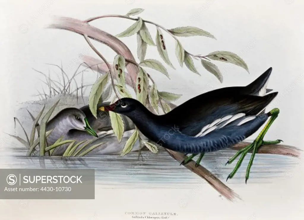 zoology animal avian bird rallidae common moorhen (gallinula chloropus) colour lithograph by John Gould (1804 - 1881) from ""Birds of Europe"" London 1832 1837 private collection,