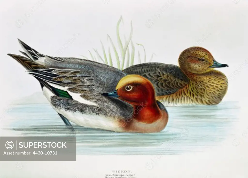 zoology animal avian bird anatidae wigeon (anas penelope) female male (front) colour lithograph by John Gould (1804 - 1881) from ""Birds of Europe"" London 1832 1837 private collection,