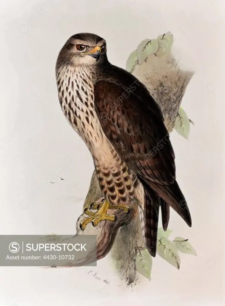 zoology animal avian bird accipitridae common buzzard (buteo buteo) colour lithograph by Edward Lear from ""Birds of Europe"" volume I by John Gould (1804 - 1881),London 1832 1837 private collection historic historical graphics Great Britain 19th century animals birds bird of prey buzzards,