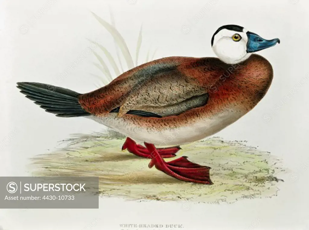 zoology animal avian bird anatidae white-headed duck (oxyura leucocephala) colour lithograph by John Gould (1804 - 1881) from ""Birds of Europe"" London 1832 1837 private collection,