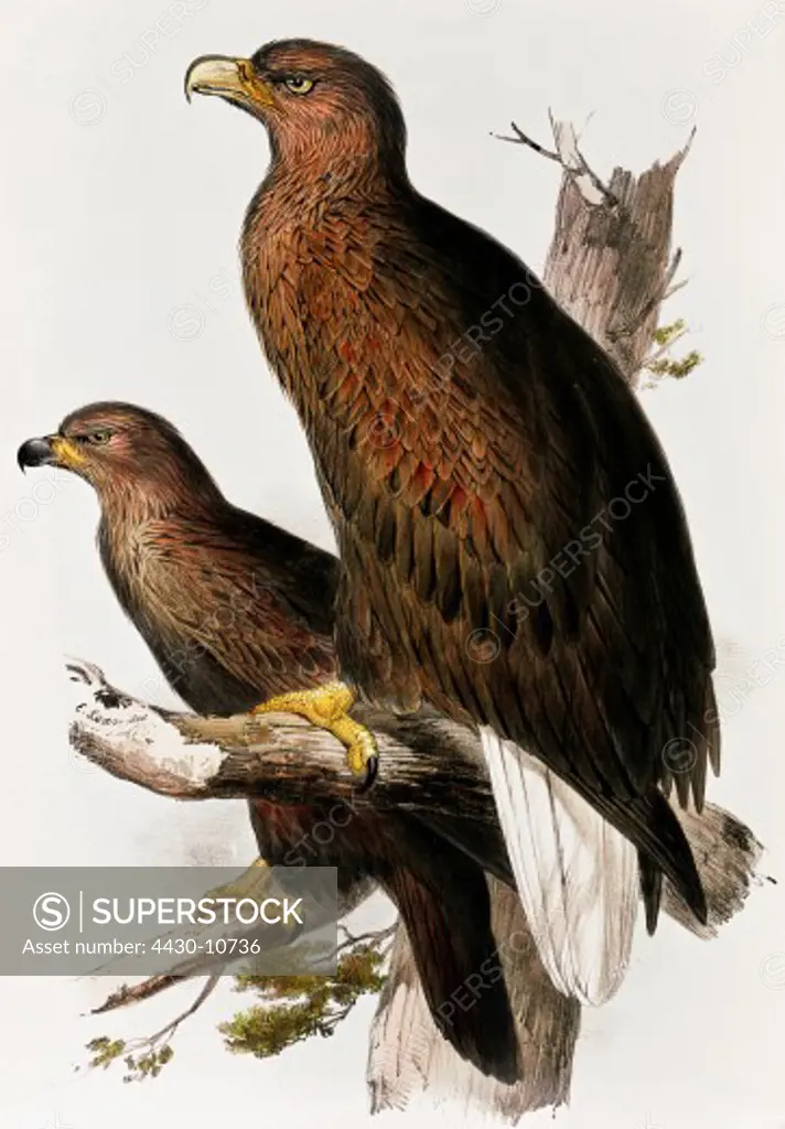 zoology animal avian bird accipitridae white-tailed eagle (haliaeetus albicilla) young and old (front) colour lithograph by Edward Lear from ""Birds of Europe"" volume I by John Gould (1804 - 1881) London 1832 1837 private collection historic historical graphics Great Britain 19th century animals birds bird of prey eagles white tailed,