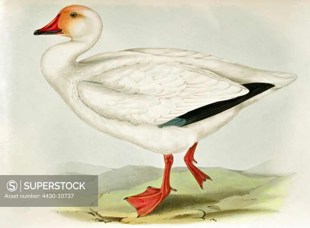 zoology animal avian bird anatidae snow goose (anser caerulescens) colour lithograph by John Gould (1804 - 1881) from ""Birds of Europe"" London 1832 1837 private collection,