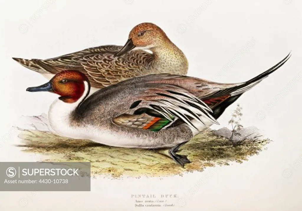 zoology animal avian bird anatidae northern pintail (anas acuta) female male (front) colour lithograph by John Gould (1804 - 1881) from ""Birds of Europe"" London 1832 1837 private collection,