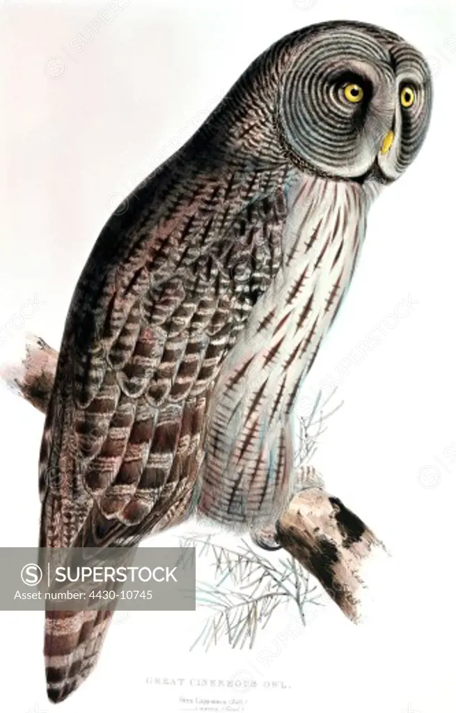 zoology animal avian bird strigidae laponian great grey owl (strix nebulosa lapponica) colour lithograph by Edward Lear from ""Birds of Europe"" volume I by John Gould (1804 - 1881) London 1832 1837 private collection historic historical graphics Great Britain 19th century animals birds bird of prey owls,