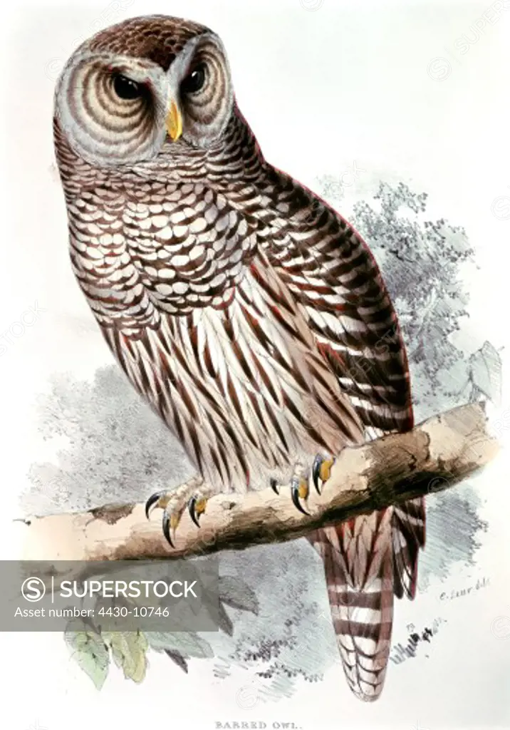 zoology animal avian bird strigidae great grey owl (strix nebulosa nebulosa) colour lithograph by Edward Lear from ""Birds of Europe"" volume I by John Gould (1804 - 1881) London 1832 1837 private collection historic historical graphics Great Britain 19th century animals birds bird of prey owls,
