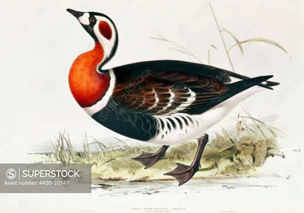 zoology animal avian bird anatidae red-breasted goose (branta ruficollis) colour lithograph by Edward Lear from ""Birds of Europe"" by John Gould (1804 - 1881),London 1832 1837 private collection,