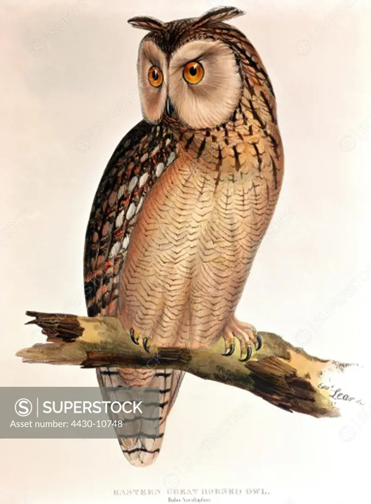 zoology animal avian bird strigidae pharaoh eagle owl (bubo ascalphus) colour lithograph by Edward Lear from ""Birds of Europe"" by John Gould (1804 - 1881) London 1832 1837 private collection historic historical graphics Great Britain 19th century animals birds bird of prey owls,