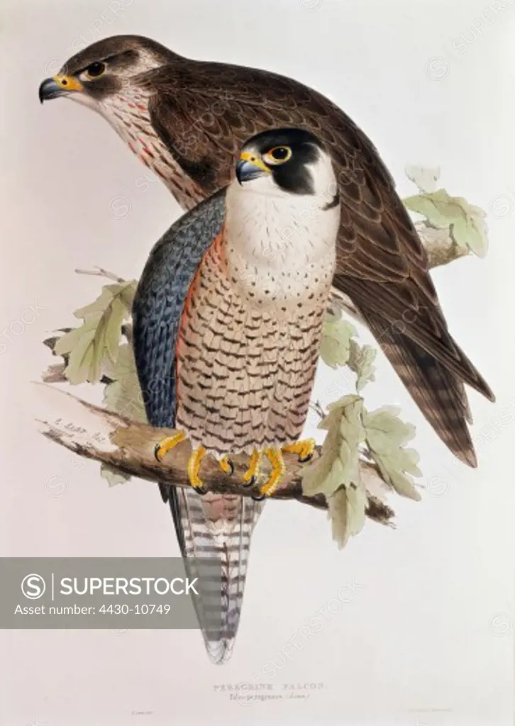 zoology animal avian bird falconidae peregrine falcon (falco peregrinus) young and old (front) colour lithograph by Edward Lear from ""Birds of Europe"" volume I by John Gould (1804 - 1881) London 1832 1837 private collection historic historical graphics Great Britain 19th century animals birds bird of prey falcons,