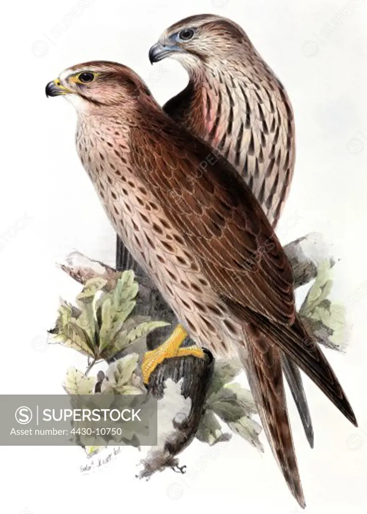 zoology animal avian bird falconidae saker falcon (falco cherrug) colour lithograph by Edward Lear from ""Birds of Europe"" volume I by John Gould (1804 - 1881) London 1832 1837 private collection,
