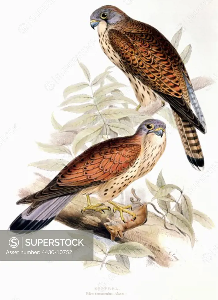 zoology birds falcons Common Kestrel (Falco tinnunculus) lithograph by Edward Lear ""the Birds of Europe"" by John Gould 1832 - 1837 private collection,