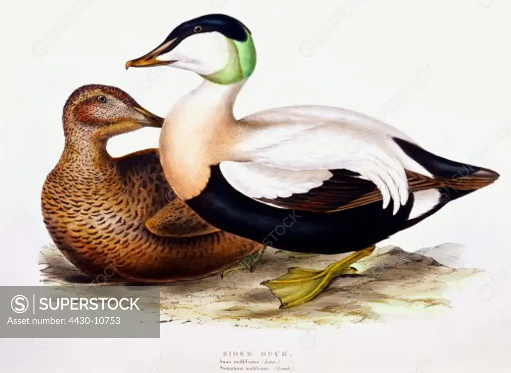 zoology animal avian bird anatidae common eider (somateria mollissima) female male (front) colour lithograph by John Gould (1804 - 1881) from ""Birds of Europe"" London 1832 1837 private collection,