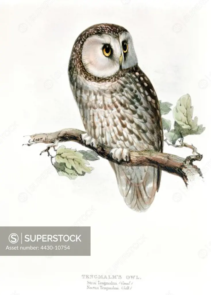 zoology animal avian bird strigidae Tengmalm `s owl (aegolius funereus) colour lithograph by Edward Lear from ""Birds of Europe"" volume I by John Gould (1804 - 1881) London 1832 1837 private collection historic historical graphics Great Britain 19th century animals birds bird of prey owls Tengmalms boreal strix tengmalmi,