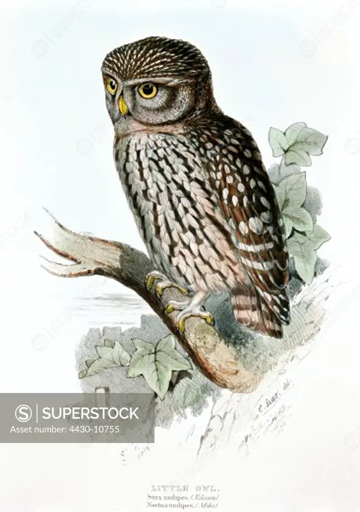 zoology animal avian bird strigidae little owl (athene noctua) colour lithograph by Edward Lear from ""Birds of Europe"" volume I by John Gould (1804 - 1881) London 1832 1837 private collection historic historical graphics Great Britain 19th century animals birds bird of prey owls strix nudipes,