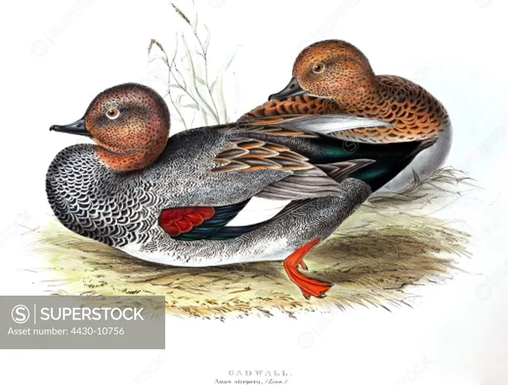 zoology animal avian bird anatidae gadwall (anas strepera) female male (front) colour lithograph by John Gould (1804 - 1881) from ""Birds of Europe"" London 1832 1837 private collection,