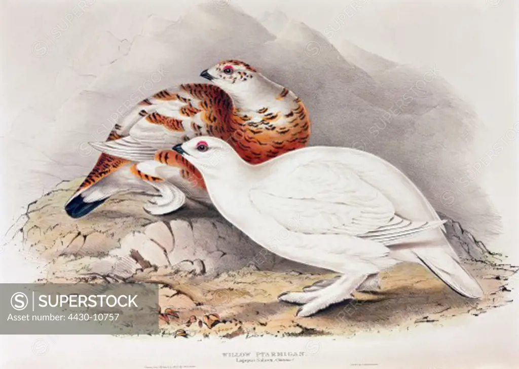 zoology animal avian bird tetraonidae willow grouse (lagopus lagopus) colour lithograph by John Gould (1804 - 1881) from ""Birds of Europe"" London 1832 1837 private collection,