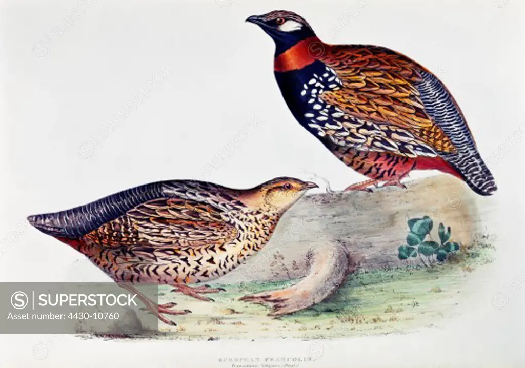 zoology animal avian bird tetraonidae francolin (francolinus vulgaris) colour lithograph by John Gould (1804 - 1881) from ""Birds of Europe"" London 1832 1837 private collection,