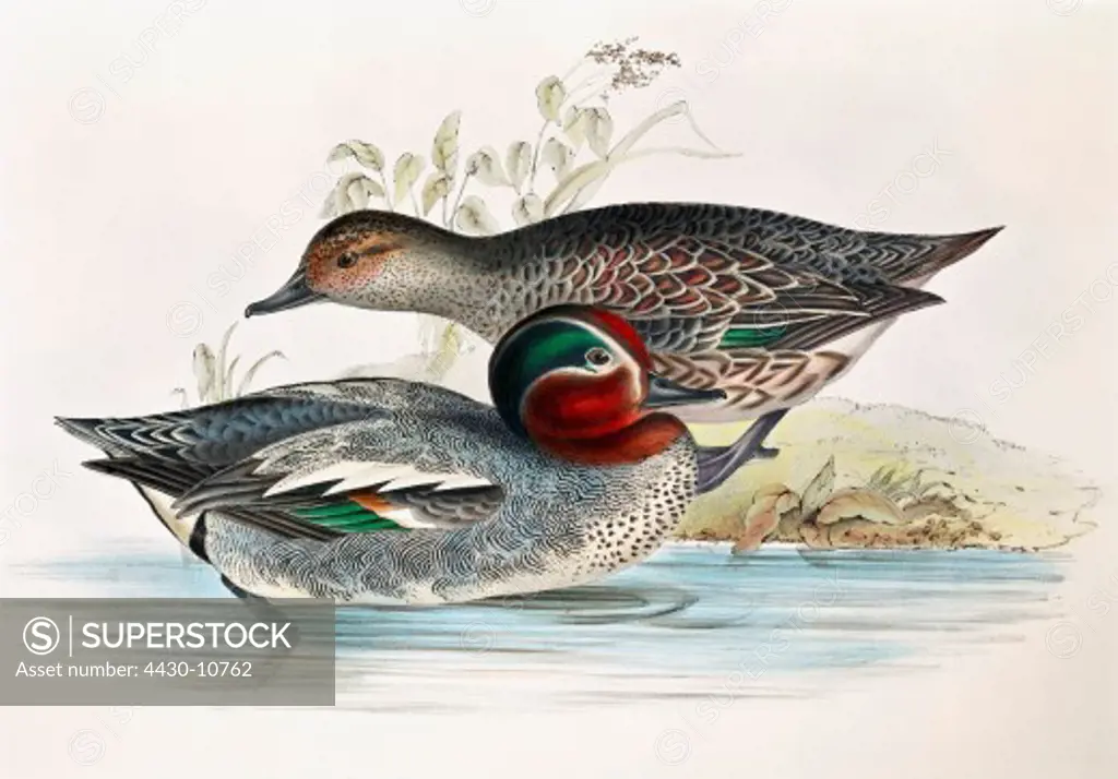 zoology animal avian bird anatidae common teal (anas crecca) female male (front) colour lithograph by John Gould (1804 - 1881) from ""Birds of Europe"" London 1832 1837 private collection,