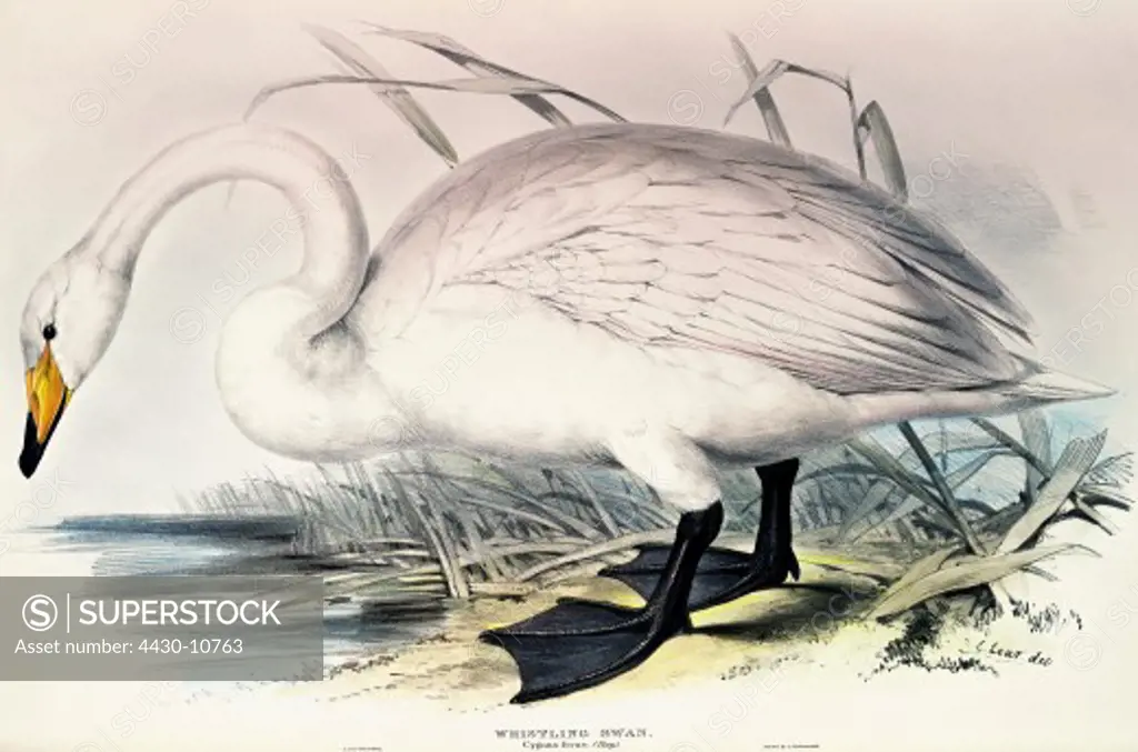 zoology animal avian bird anatidae whooper swan (cygnus cygnus) colour lithograph by Edward Lear from ""Birds of Europe"" by John Gould (1804 - 1881) London 1832 1837 private collection,
