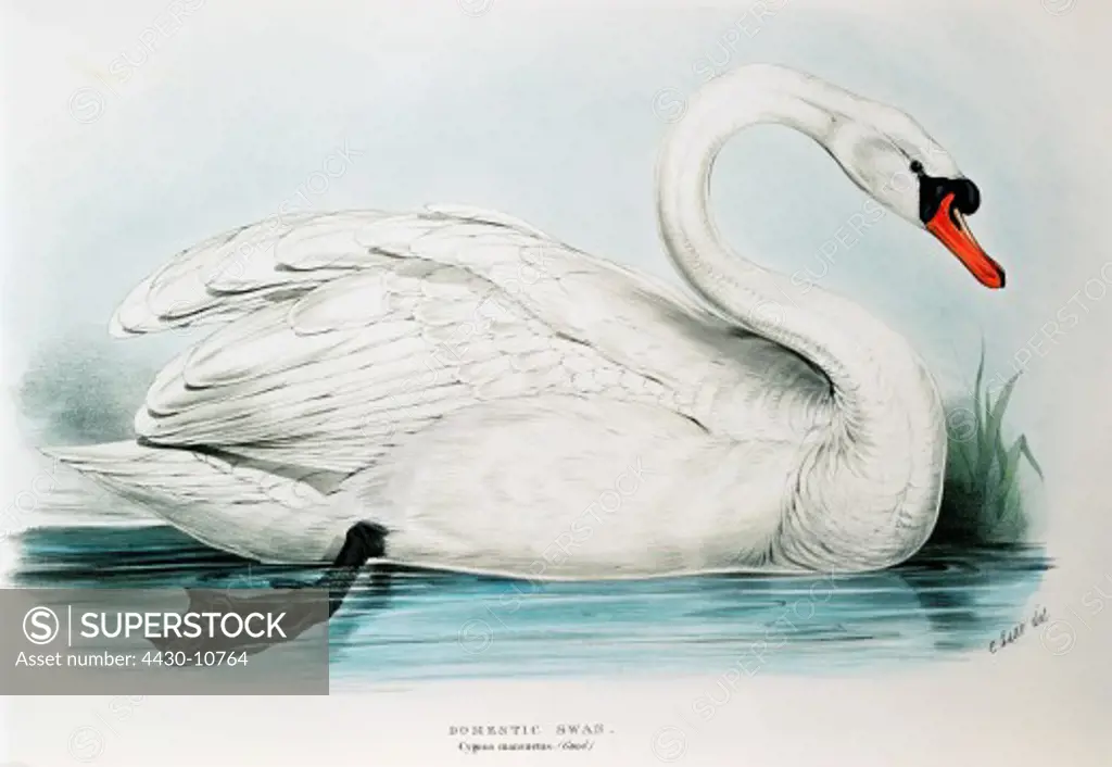 zoology animal avian bird anatidae domestic swan (cygnus mansuetus) colour lithograph by Edward Lear from ""Birds of Europe"" by John Gould (1804 - 1881) London 1832 1837 private collection,