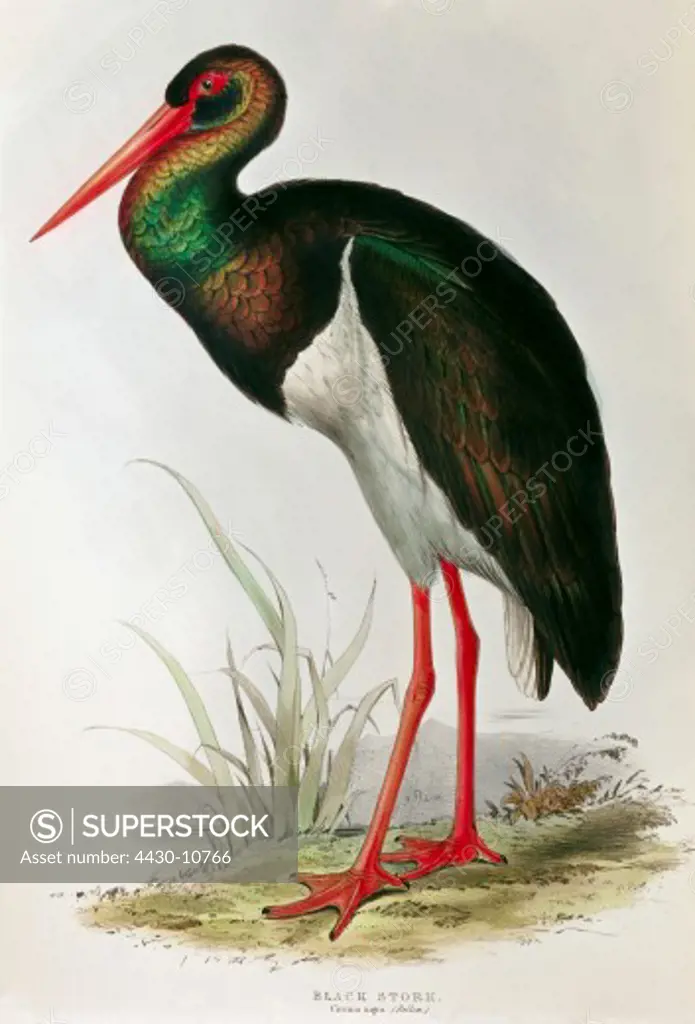 zoology animal avian bird ciconiidae black stork (ciconia nigra) colour lithograph by Edward Lear from ""Birds of Europe"" volume I by John Gould (1804 - 1881) London 1832 1837 private collection,