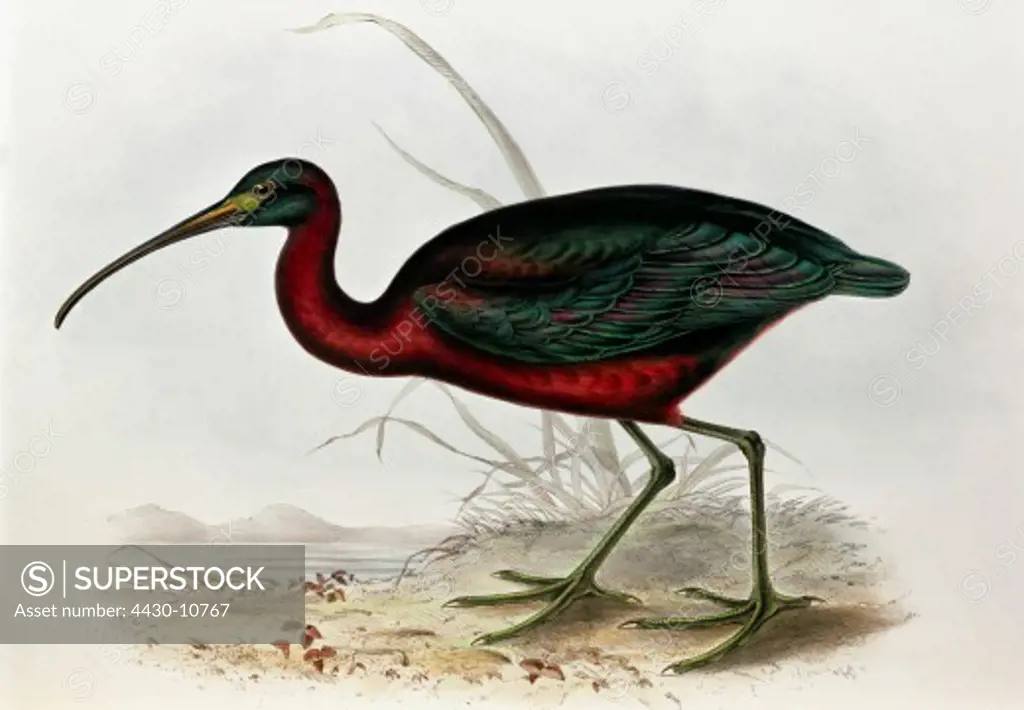 zoology animal avian bird threskiornithidae glossy ibis (plegadis falcinellus) colour lithograph by John Gould (1804 - 1881) from ""Birds of Europe"" London 1832 1837 private collection,