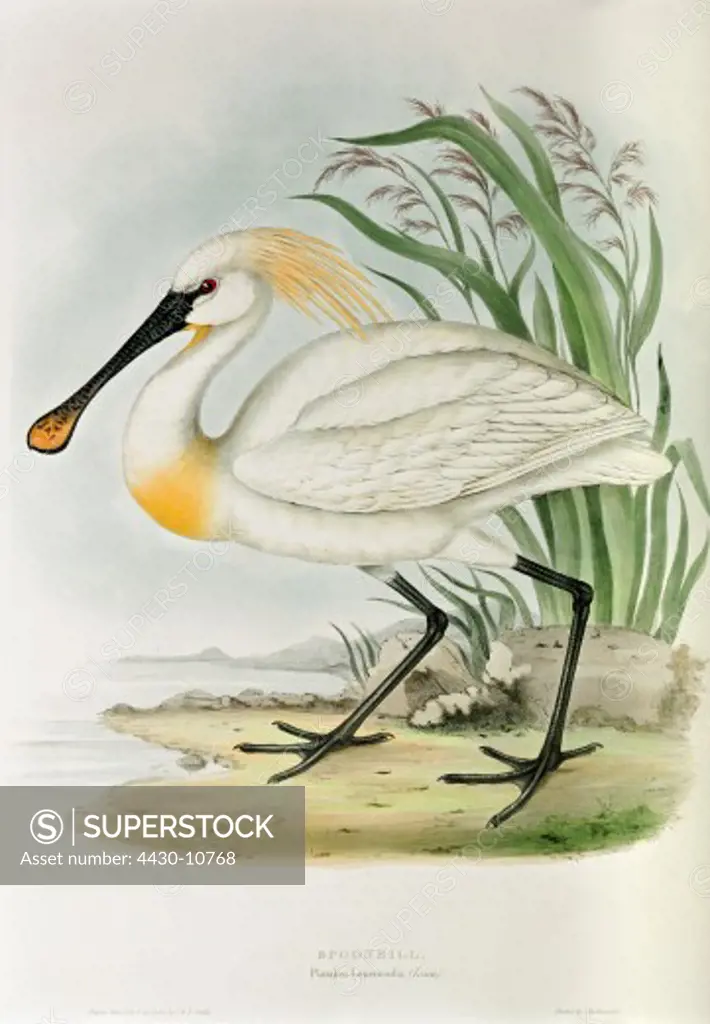 zoology animal avian bird threskiornithidae common spoonbill (plegadis leucorodia) colour lithograph by John Gould (1804 - 1881) from ""Birds of Europe"" London 1832 1837 private collection,