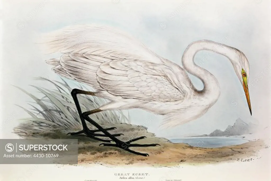 zoology animal avian bird ardeidae great egret (casmerodius albus) colour lithograph by Edward Lear from ""Birds of Europe"" by John Gould (1804 - 1881) London 1832 1837 private collection,
