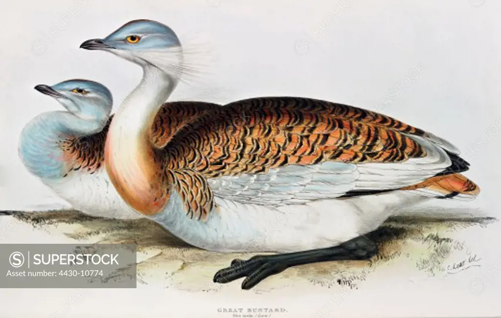 zoology animal avian bird otididae great bustard (otis tarda) male and female (front) colour lithograph by Edward Lear from ""Birds of Europe"" by John Gould (1804 - 1881) London 1832 1837 private collection,
