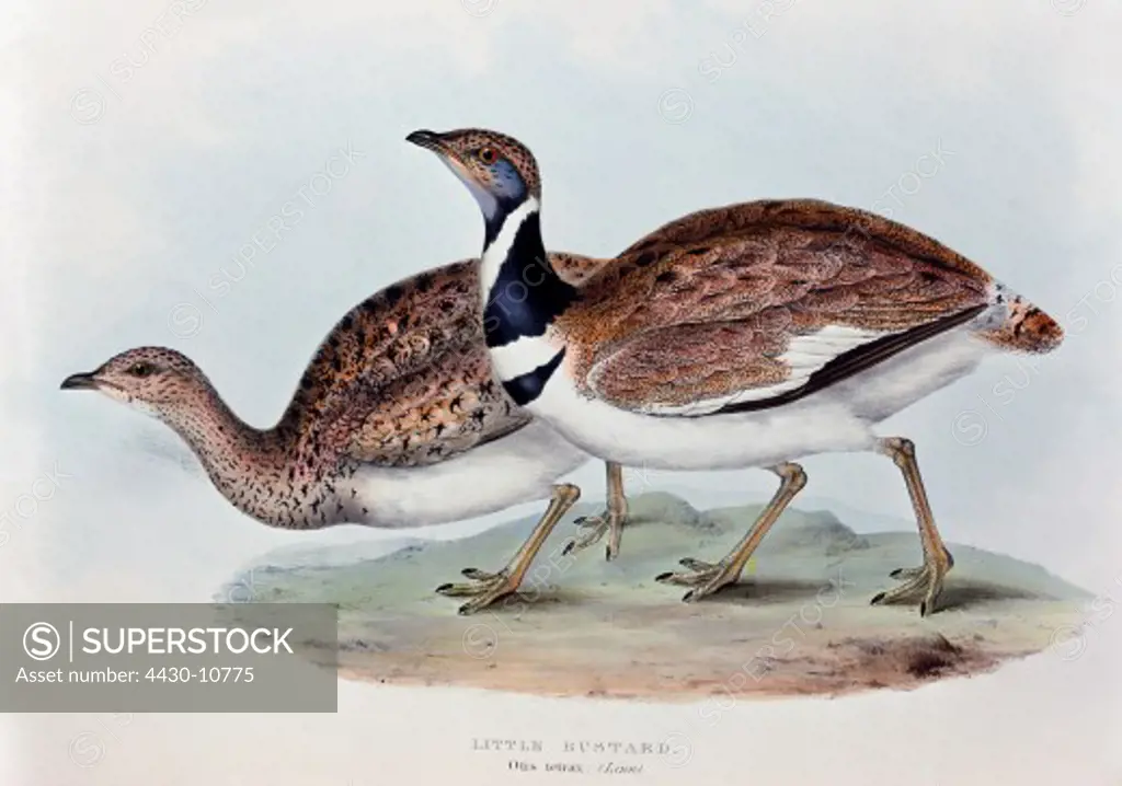 zoology animal avian bird otididae little bustard (tetrax tetrax) colour lithograph by John Gould (1804 - 1881) from ""Birds of Europe"" London 1832 1837 private collection,