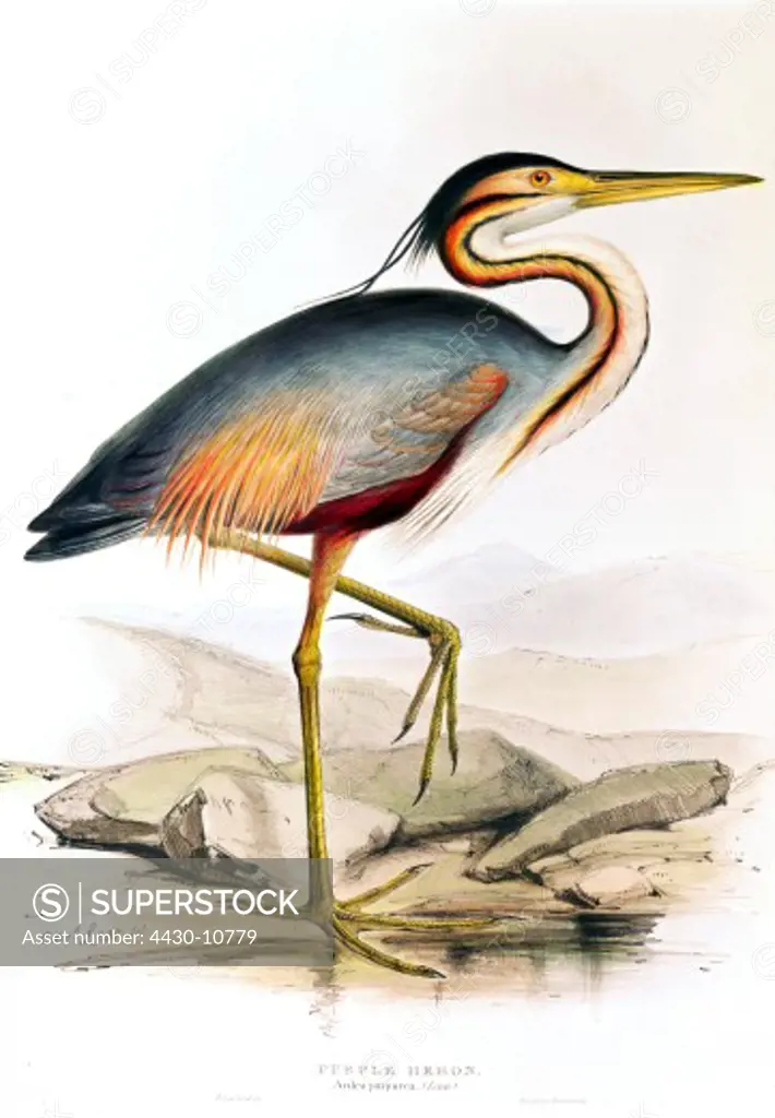 zoology animal avian bird ardeidae purple heron (ardea purpurea) colour lithograph by Edward Lear from ""Birds of Europe"" by John Gould (1804 - 1881) London 1832 1837 private collection,