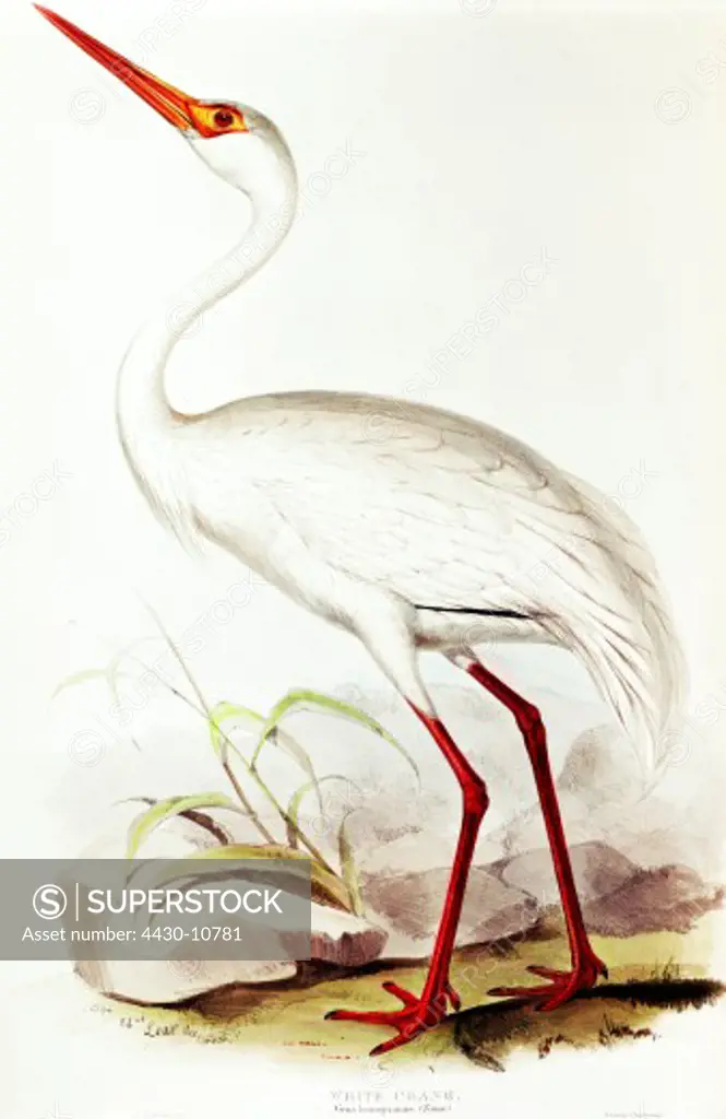zoology animal avian bird gruidae siberian crane (grus leucogeranus) colour lithograph by Edward Lear from ""Birds of Europe"" by John Gould (1804 - 1881) London 1832 1837 private collection,