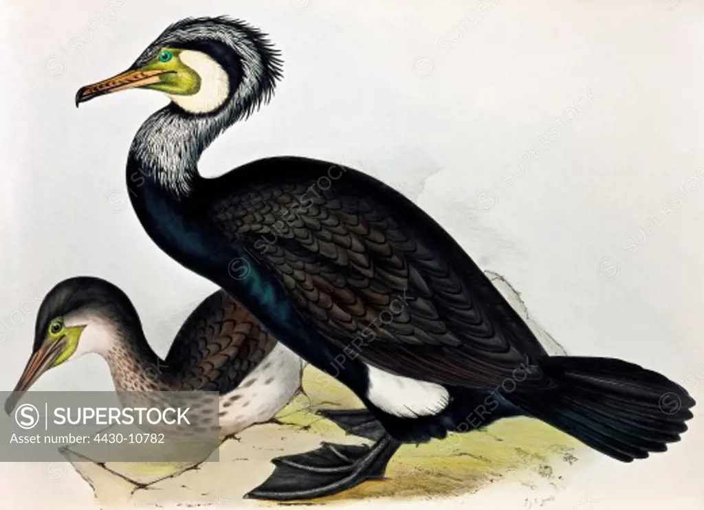 zoology animal avian bird phalacrocoracidae great cormorant (phalacrocorax carbo) colour lithograph by John Gould (1804 - 1881) from ""Birds of Europe"" London 1832 1837 private collection,