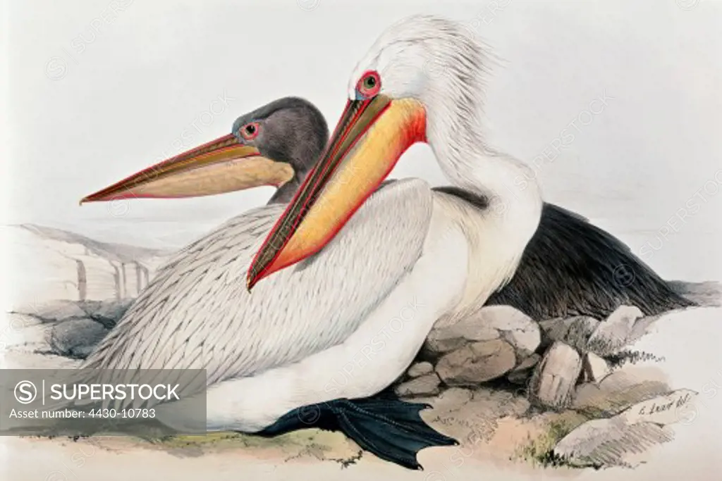 zoology animal avian bird pelecanidae dalmatian pelican (pelecanus crispus) colour lithograph by Edward Lear from ""Birds of Europe"" by John Gould (1804 - 1881) London 1832 1837 private collection,
