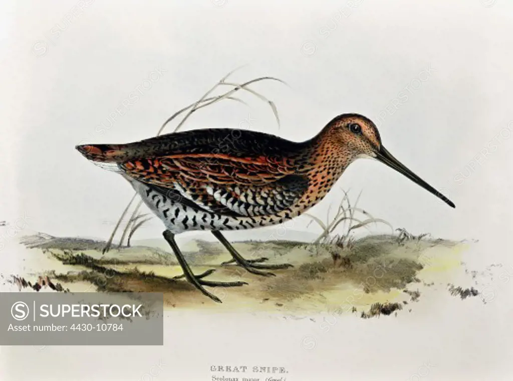 zoology animal avian bird scolopacidae great snipe (gallinago media) colour lithograph by John Gould (1804 - 1881) from ""Birds of Europe"" London 1832 1837 private collection,