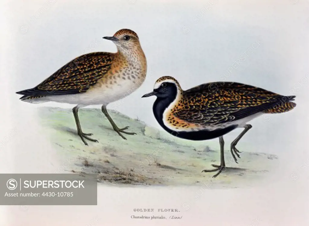 zoology animal avian bird charadriidae eurasian golden plover (pluvialis aspricaria) colour lithograph by John Gould (1804 - 1881) from ""Birds of Europe"" London 1832 1837 private collection,