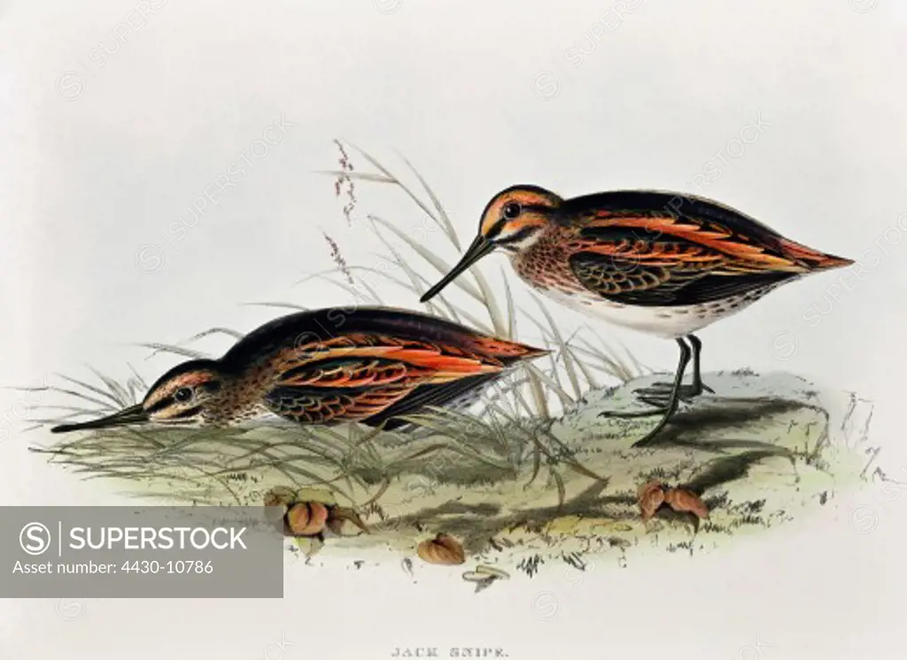 zoology animal avian bird scolopacidae jack snipe (lymnocryptes minimus) colour lithograph by John Gould (1804 - 1881) from ""Birds of Europe"" London 1832 1837 private collection,