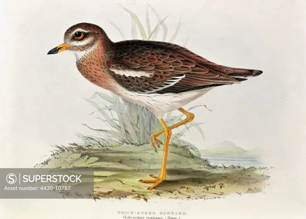 zoology animal avian bird burhinidae stone curlew (burhinus oedicnemus) colour lithograph by John Gould (1804 - 1881) from ""Birds of Europe"" London 1832 1837 private collection,