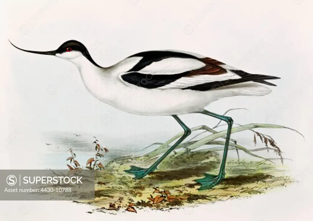 zoology animal avian bird recurvirostridae pied avocet (recurvirostra avosetta) colour lithograph by John Gould (1804 - 1881) from ""Birds of Europe"" London 1832 1837 private collection,