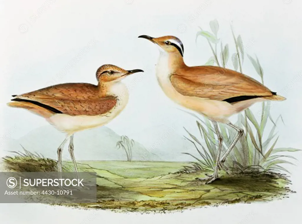 zoology animal avian bird glareolidae cream-coloured courser (cursorius cursor) colour lithograph by John Gould (1804 - 1881) from ""Birds of Europe"" London 1832 1837 private collection,