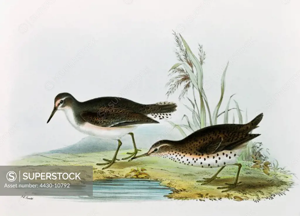 zoology animal avian bird scolopacidae black-tailed godwit (limosa limosa) colour lithograph by John Gould (1804 - 1881) from ""Birds of Europe"" London 1832 1837 private collection,