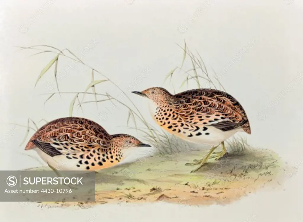zoology avian bird Turnicidae small buttonquail (Turnix sylvatica) distribution: worldwide tropical and subtropical regions colour lithograph by John Gould (1804 - 1881) from ""Birds of Europe"" London 1832 1837 private collection,