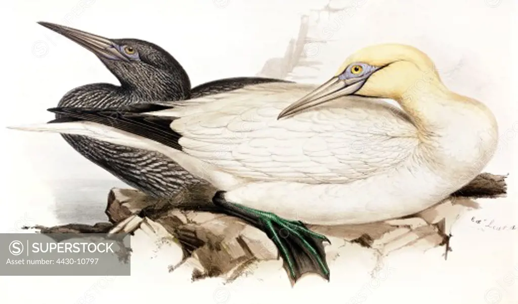 zoology animal avian bird sulidae northern gannet (morus bassanus) colour lithograph by John Gould (1804 - 1881) from ""Birds of Europe"" London 1832 1837 private collection,