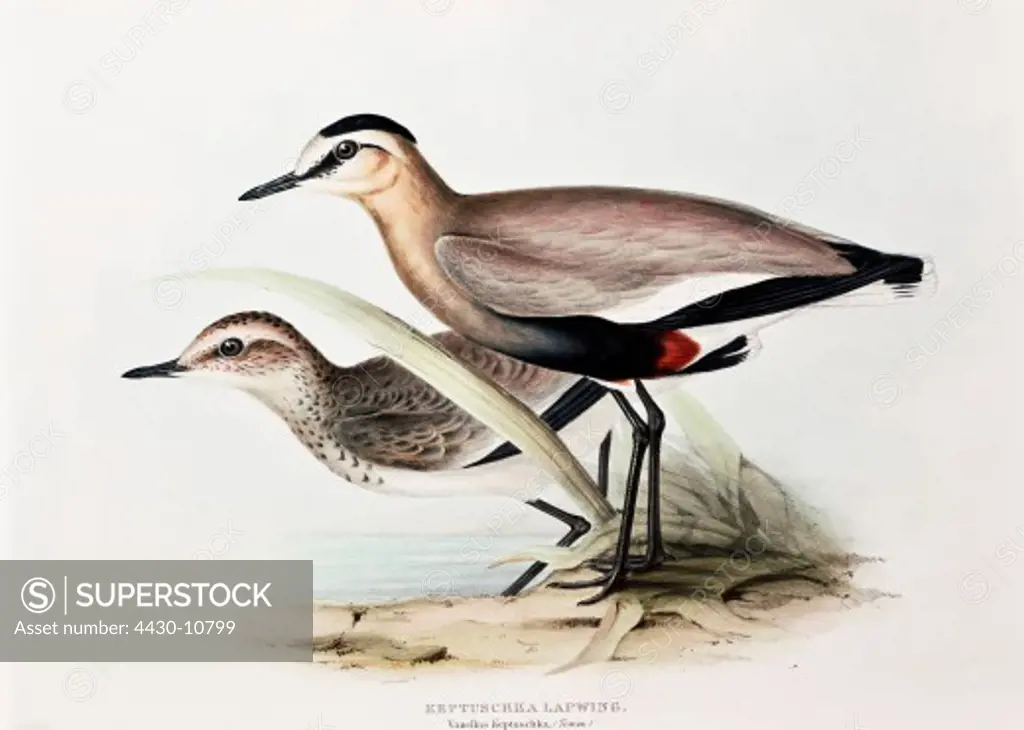 zoology animal avian bird charadriidae keptuschka lapwing (vanellus keptuschka) colour lithograph by John Gould (1804 - 1881) from ""Birds of Europe"" London 1832 1837 private collection,